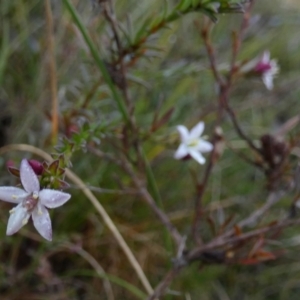 Rhytidosporum procumbens at Borough, NSW - suppressed