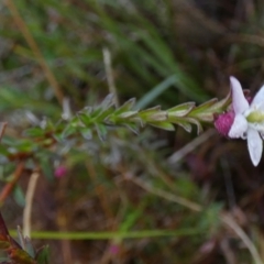 Rhytidosporum procumbens at Borough, NSW - suppressed