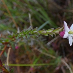 Rhytidosporum procumbens at Borough, NSW - 26 Aug 2022