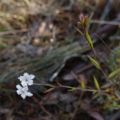 Leucopogon virgatus (Common Beard-heath) at Borough, NSW - 25 Aug 2022 by Paul4K