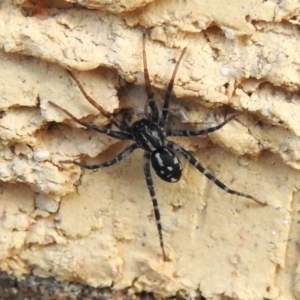 Nyssus sp. (genus) at Wanniassa, ACT - 27 Aug 2022