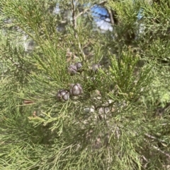 Callitris endlicheri (Black Cypress Pine) at Aranda, ACT - 27 Aug 2022 by lbradley