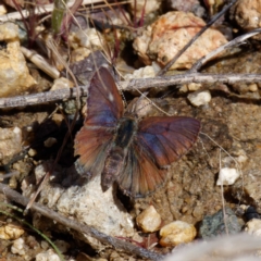 Paralucia spinifera (Bathurst or Purple Copper Butterfly) at Rendezvous Creek, ACT - 26 Aug 2022 by DPRees125