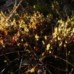 Rosulabryum sp. (A moss) at Borough, NSW - 26 Aug 2022 by Paul4K