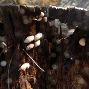Panellus pusillus at Borough, NSW - suppressed