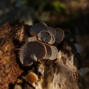 Panellus pusillus at Borough, NSW - 26 Aug 2022