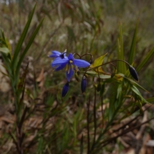 Stypandra glauca at Borough, NSW - 26 Aug 2022