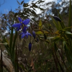 Stypandra glauca at Borough, NSW - 26 Aug 2022