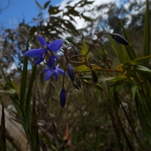 Stypandra glauca at Borough, NSW - 26 Aug 2022