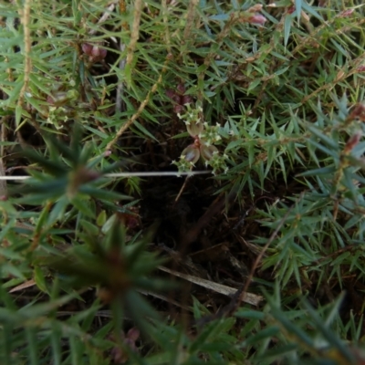 Acrotriche serrulata (Ground-berry) at Borough, NSW - 26 Aug 2022 by Paul4K