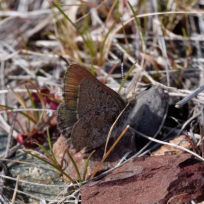 Paralucia crosbyi (Violet Copper Butterfly) at Rendezvous Creek, ACT - 26 Aug 2022 by DPRees125