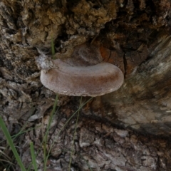 Phellinus sp. (non-resupinate) (A polypore) at Borough, NSW - 26 Aug 2022 by Paul4K