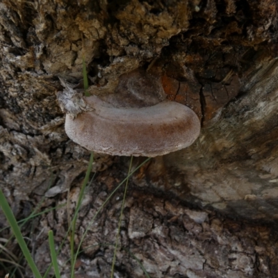 Phellinus sp. (non-resupinate) (A polypore) at Boro - 26 Aug 2022 by Paul4K