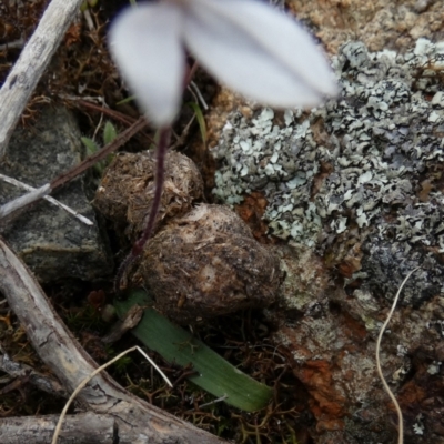 Cyanicula caerulea (Blue Fingers, Blue Fairies) at Boro - 26 Aug 2022 by Paul4K