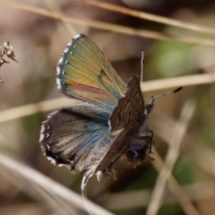 Paralucia spinifera (Bathurst or Purple Copper Butterfly) at Rendezvous Creek, ACT - 26 Aug 2022 by DPRees125