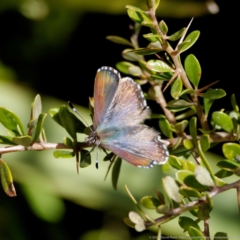 Paralucia spinifera (Bathurst or Purple Copper Butterfly) at Rendezvous Creek, ACT - 26 Aug 2022 by DPRees125