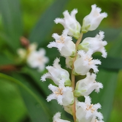 Leucopogon affinis (Lance Beard-heath) at Ulladulla, NSW - 27 Aug 2022 by trevorpreston