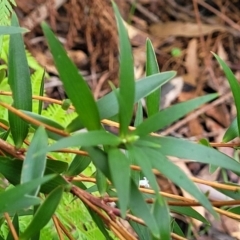 Leucopogon affinis at Ulladulla, NSW - 27 Aug 2022 09:48 AM
