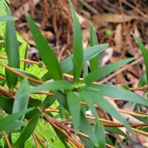 Leucopogon affinis at Ulladulla, NSW - 27 Aug 2022 09:48 AM