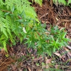 Leucopogon affinis at Ulladulla, NSW - 27 Aug 2022 09:48 AM