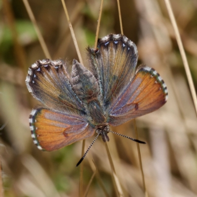 Paralucia spinifera (Bathurst or Purple Copper Butterfly) at Booth, ACT - 26 Aug 2022 by DPRees125