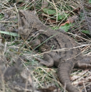 Pogona barbata at Hackett, ACT - 22 Aug 2022