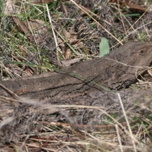 Pogona barbata at Hackett, ACT - 22 Aug 2022