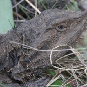 Pogona barbata at Hackett, ACT - 22 Aug 2022