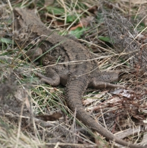 Pogona barbata at Hackett, ACT - 22 Aug 2022