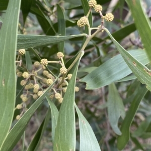 Acacia melanoxylon at Aranda, ACT - 18 Aug 2022