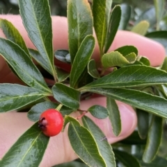 Pyracantha fortuneana (Firethorn) at Aranda, ACT - 18 Aug 2022 by NedJohnston