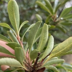 Pyracantha fortuneana at Aranda, ACT - 18 Aug 2022