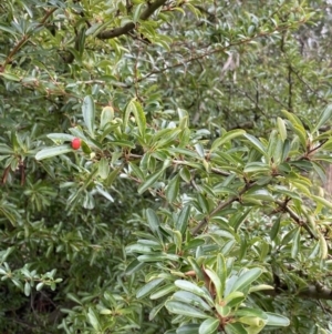 Pyracantha fortuneana at Aranda, ACT - 18 Aug 2022