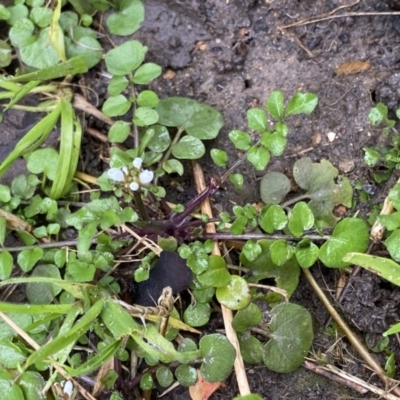 Cardamine hirsuta (Common Bittercress, Hairy Woodcress) at Aranda, ACT - 18 Aug 2022 by NedJohnston