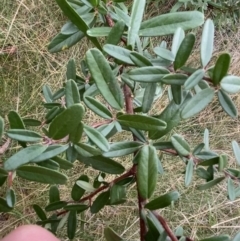 Pyracantha angustifolia (Firethorn, Orange Firethorn) at Aranda, ACT - 18 Aug 2022 by NedJohnston