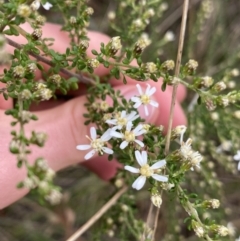 Olearia microphylla (Olearia) at Bruce, ACT - 18 Aug 2022 by NedJohnston