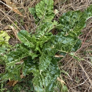 Beta vulgaris subsp. vulgaris at O'Connor, ACT - 18 Aug 2022