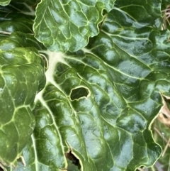 Beta vulgaris subsp. vulgaris at O'Connor, ACT - 18 Aug 2022