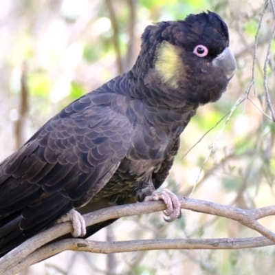 Zanda funerea (Yellow-tailed Black-Cockatoo) at Coree, ACT - 27 Aug 2022 by Kurt