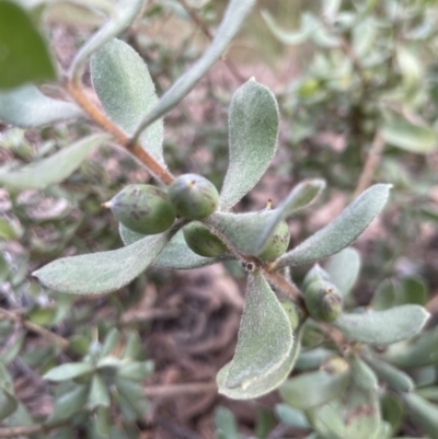 Persoonia rigida (Hairy Geebung) at Aranda Bushland - 27 Aug 2022 by lbradley