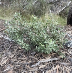 Persoonia rigida at Aranda, ACT - 27 Aug 2022