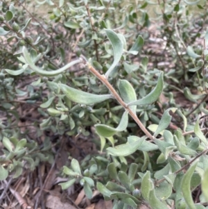 Persoonia rigida at Aranda, ACT - 27 Aug 2022 03:01 PM