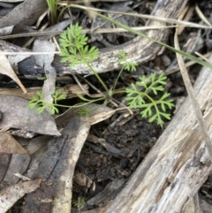 Daucus glochidiatus (Australian Carrot) at Aranda Bushland - 27 Aug 2022 by lbradley