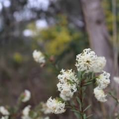 Pimelea linifolia subsp. linifolia (Queen of the Bush, Slender Rice-flower) at Farrer, ACT - 14 Aug 2022 by Tapirlord