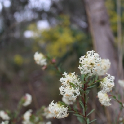 Pimelea linifolia subsp. linifolia (Queen of the Bush, Slender Rice-flower) at Farrer, ACT - 14 Aug 2022 by Tapirlord