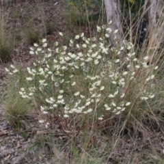 Pimelea linifolia subsp. linifolia at Farrer, ACT - 14 Aug 2022 11:09 AM