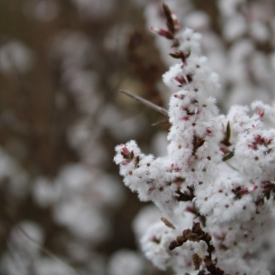 Leucopogon attenuatus (Small-leaved Beard Heath) at Farrer Ridge - 14 Aug 2022 by Tapirlord