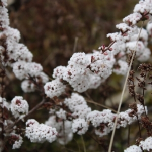 Leucopogon attenuatus at Farrer, ACT - 14 Aug 2022