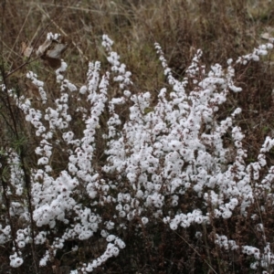 Leucopogon attenuatus at Farrer, ACT - 14 Aug 2022