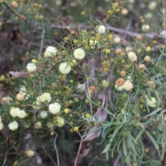 Acacia ulicifolia (Prickly Moses) at Farrer, ACT - 14 Aug 2022 by Tapirlord